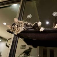 Photo of Freddy   In Foster Care In Preston