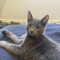 Photo of 🩶 Nico 🩶