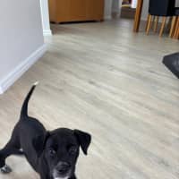 Photo of Kahlua