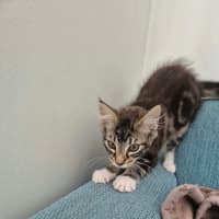 Photo of Kiwi