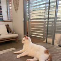 Photo of Gus   10 Year Old Domestic Short Hair
