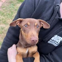 Photo of Banjo
