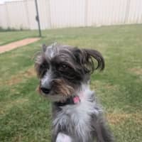 Photo of Mimi   3 Year Old Maltese X Poodle