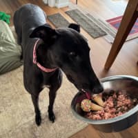 Photo of Misty, The Greyhound