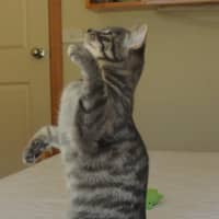 Photo of Orion