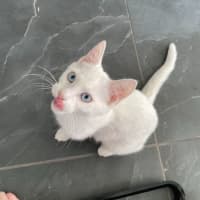 Photo of Chip