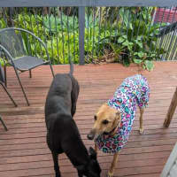 Photo of Blakey, The Greyhound