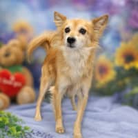 Photo of Simba