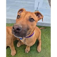 Photo of Cherry *$350 Adoption Fee*