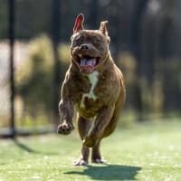 Photo of Tweedle Dee Imp 2366