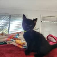 Photo of Luna