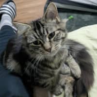 Photo of Snickerdoodle