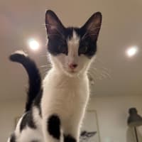 Photo of Oreo