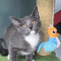 Photo of Tipsy