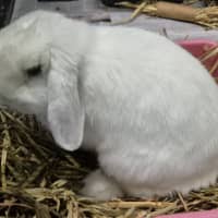 Photo of Charlie 