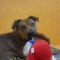 Photo of Rosco