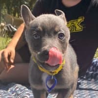 Photo of Pepper   8 Week Old Kelpie X (Trial)