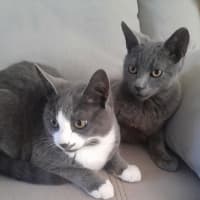 Photo of Jinx