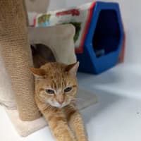 Photo of Goldie