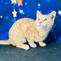 Photo of Jack (Located In Preston) 