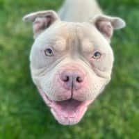 Photo of Pumba