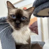 Photo of Dahlia 