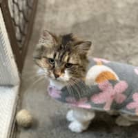 Photo of Freya
