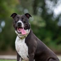 Photo of Tyson