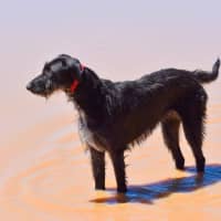 Photo of Roxy Peggotty