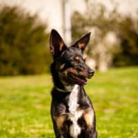 Photo of Duke