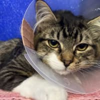 Photo of Snickers