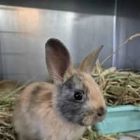 Photo of Choc Ripple