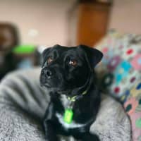 Photo of Little Gee