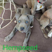 Photo of Poppyseed's Pups