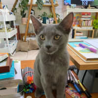 Photo of Mystery Saja