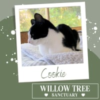 Photo of Cookie
