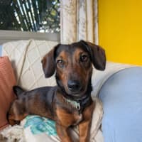 Photo of Louie