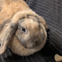 Photo of Miffy