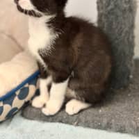 Photo of Penny