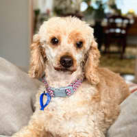 Photo of Sophie   10 Year Old Poodle X