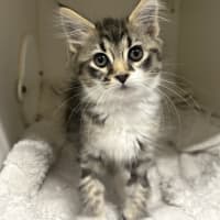 Photo of Lynx