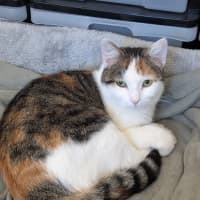 Photo of Snowy