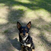 Photo of Leo   3 Year Old Kelpie X Cattle Dog