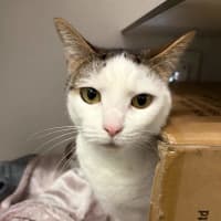 Photo of Lulu