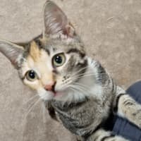 Photo of Callie