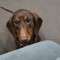 Photo of Georgie