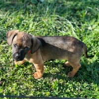 Photo of Boston   8 Week Old Dachshund X Pug