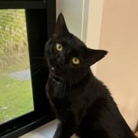 Photo of Santana (9993)