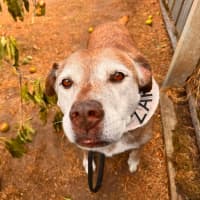 Photo of Zarleigh (66002)