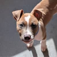 Photo of Plum